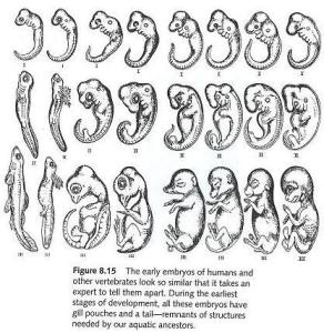 Haeckels Embyos